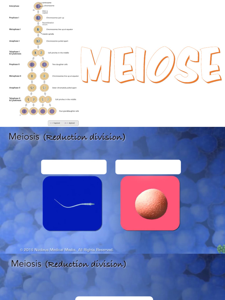 Meiose | PDF