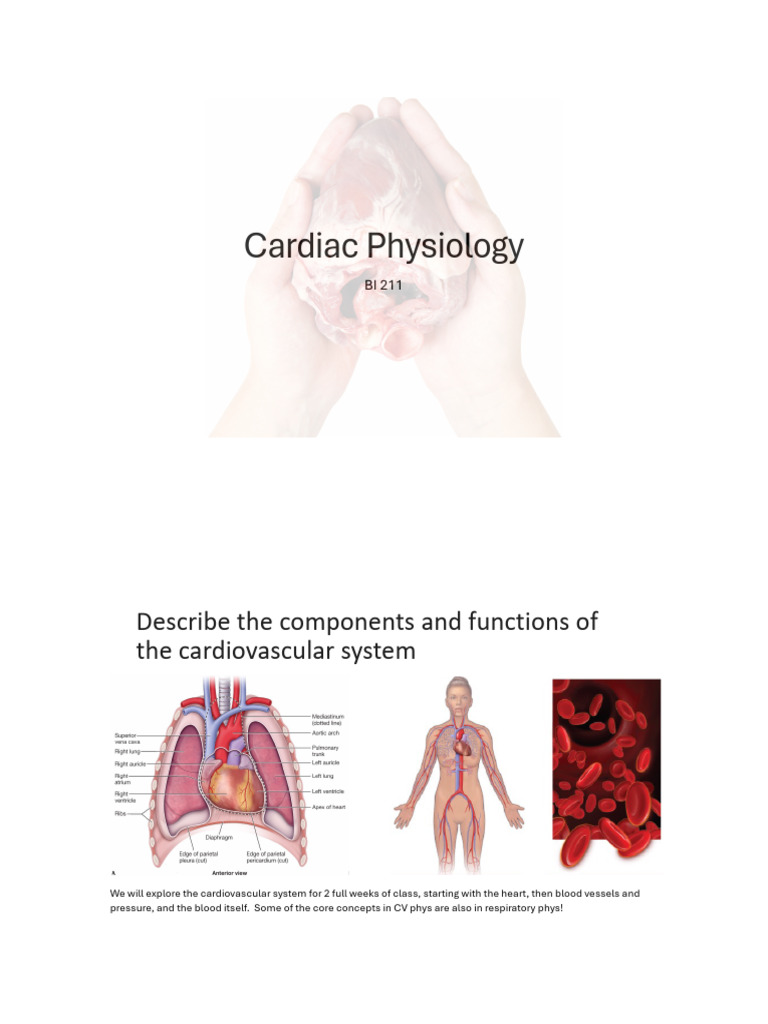 211 Cardiac Phys | PDF