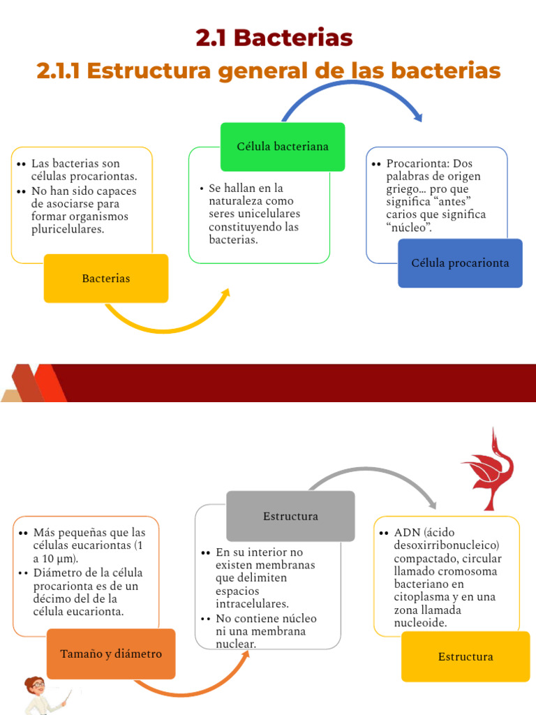 Estructura y Tipos de Bacterias | PDF | Prokaryote | Bacteria