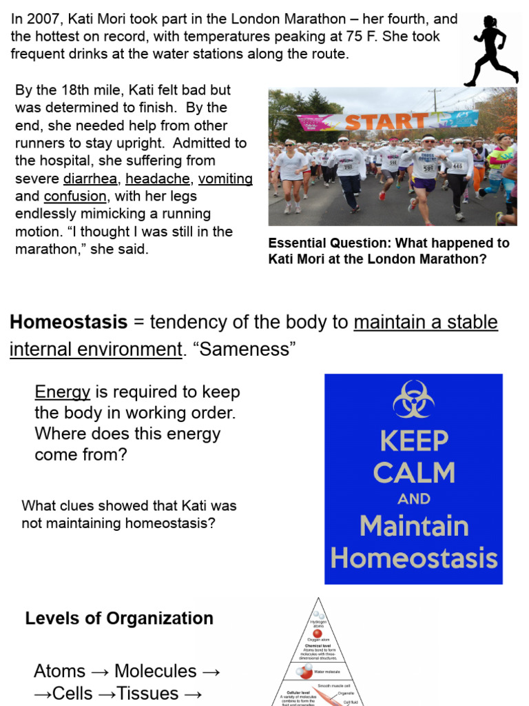 Kami Export - 2024 Homeostasis Notes | PDF