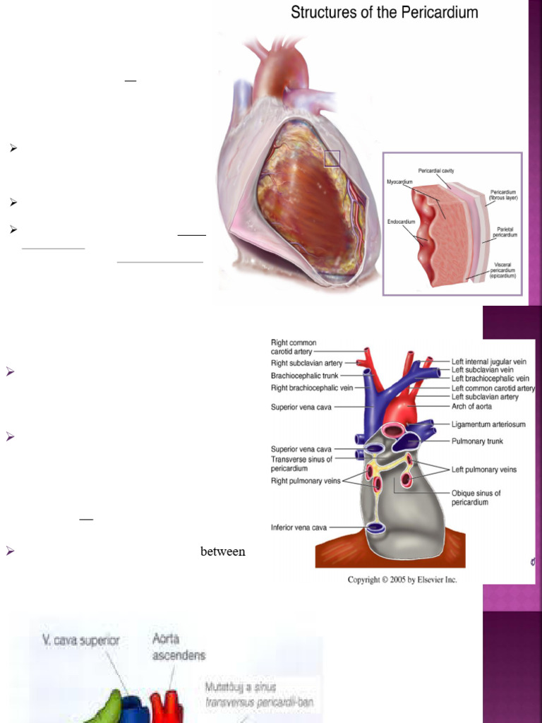 Anatomy visual data 6