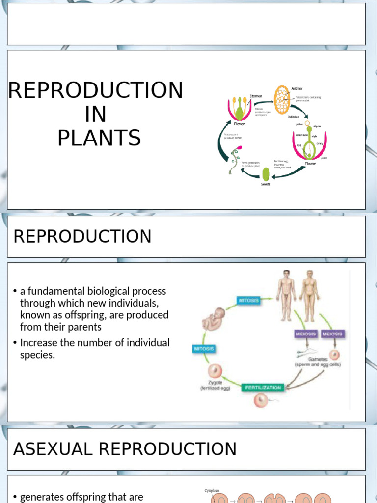 Reproduction in Plants | PDF | Flowers | Pollination