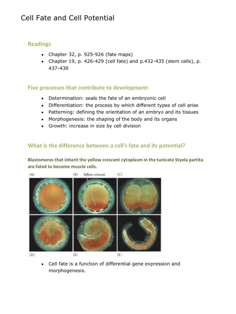 Cell Fate and Developmental Biology | PDF | Cellular Differentiation ...