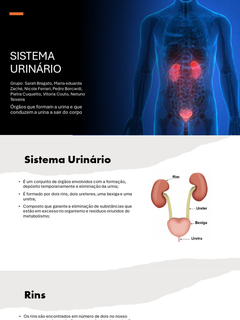 Estrutura e Função do Sistema Urinário | PDF | Rim | Sistema urinário