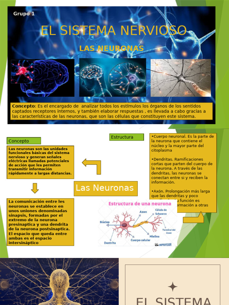 Estructura y Función del Sistema Nervioso | PDF | Sistema inmune | Neurona