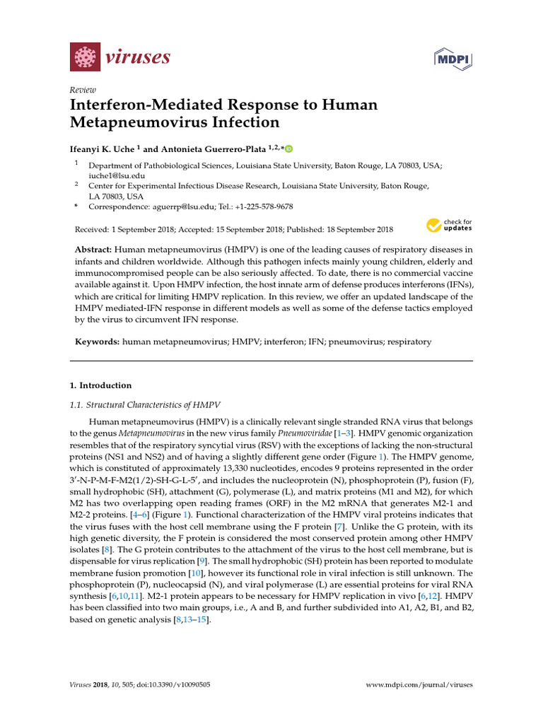 Interferon Response to HMPV Infection | PDF | Interferon | Virus