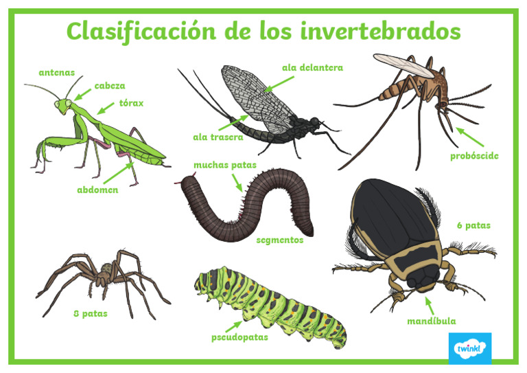 Características de Invertebrados | PDF