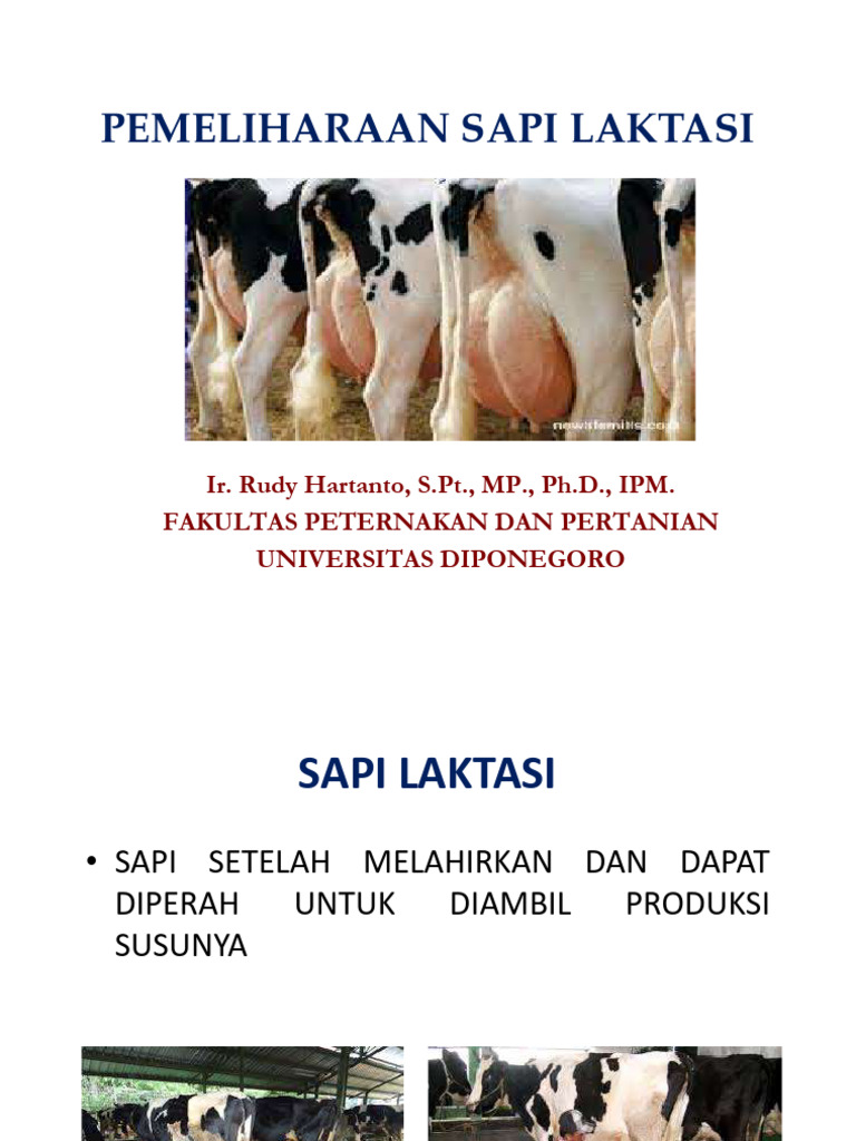 Pengelolaan Sapi Laktasi Efektif | PDF