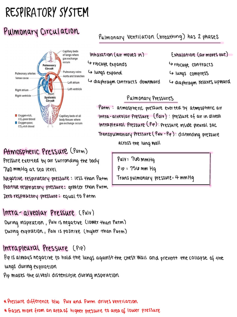 Respiratory System Pdf Lung Respiratory System