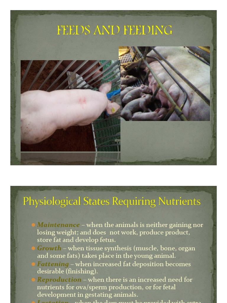 Swine Feed Nutritional Guidelines | PDF | Vitamin | Pig