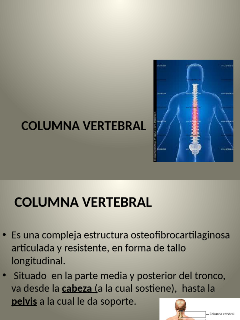 Anatomía y Curvaturas de la Columna Vertebral | PDF | La columna ...