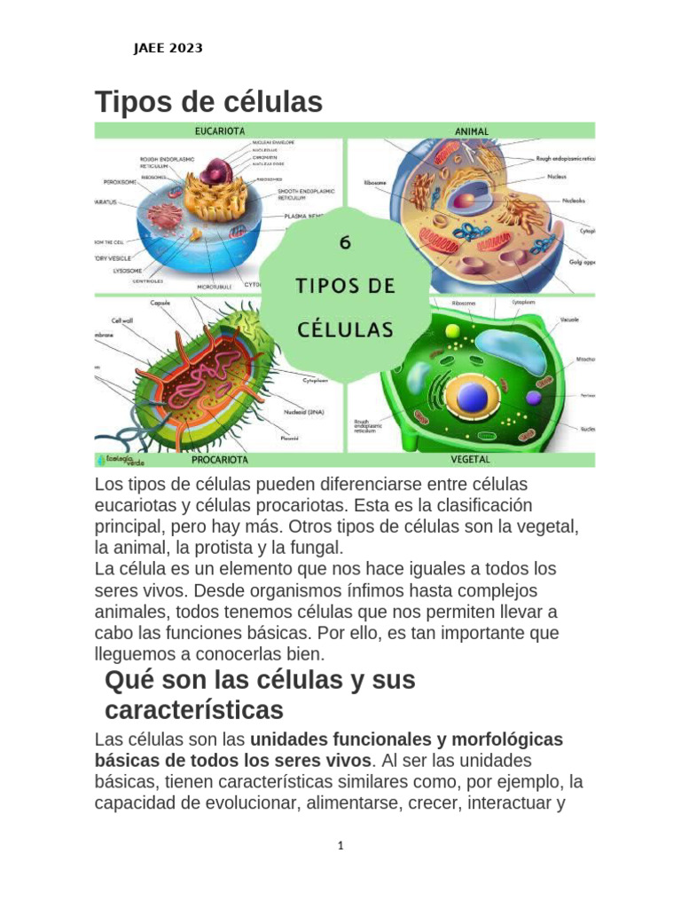 Tipos de Células: Eucariotas y Procariotas | PDF | Biología Celular ...
