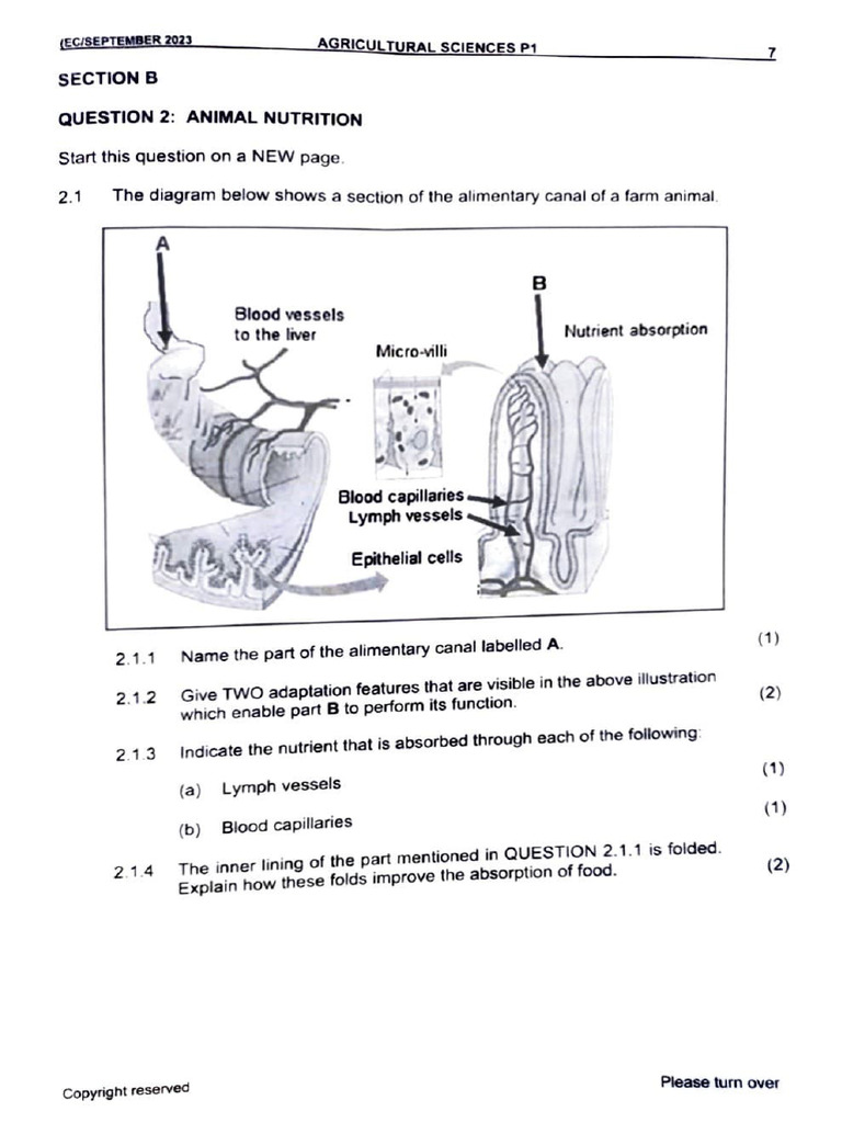 Chapter 2 Digestion and Absorption Activities | PDF | Digestion | Small ...