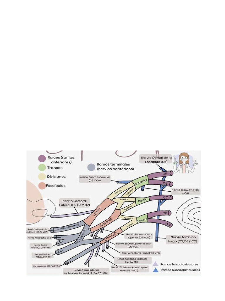 Plexo | PDF