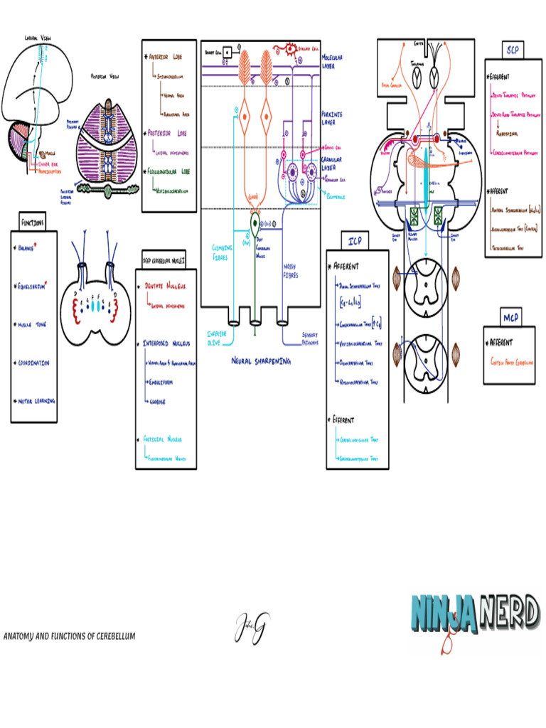 Cerebellum Anatomy & Function | PDF