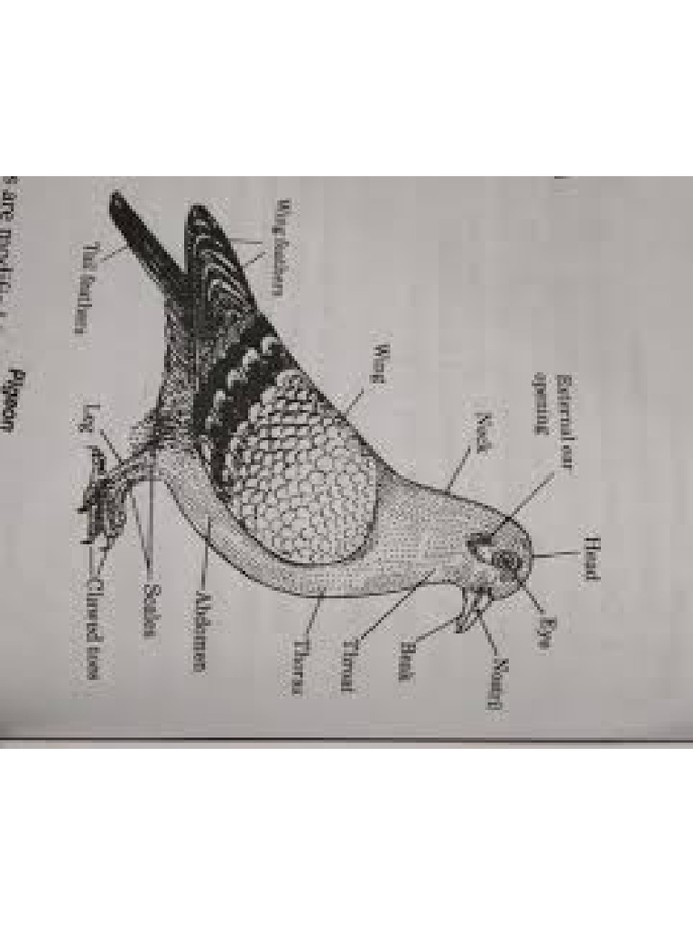 Pigeon 2 | PDF