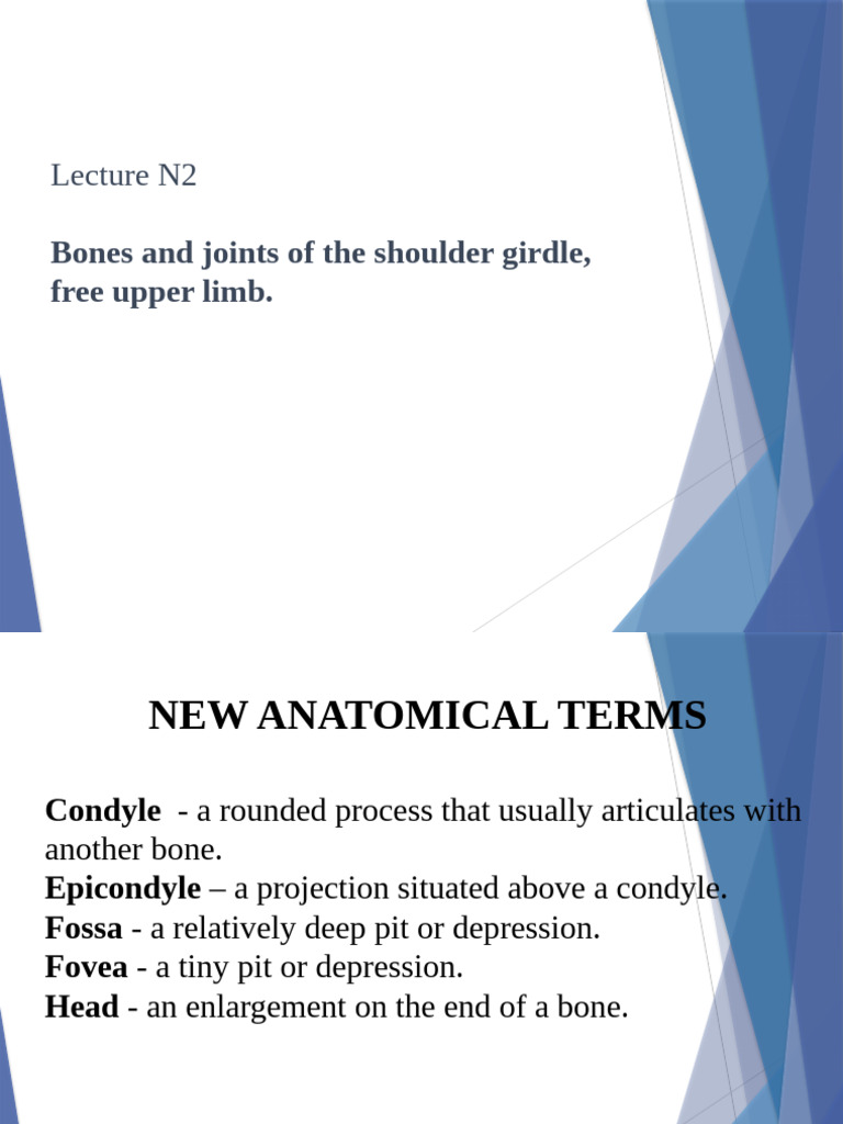 lecture-n-2-pdf-shoulder-skeletal-system