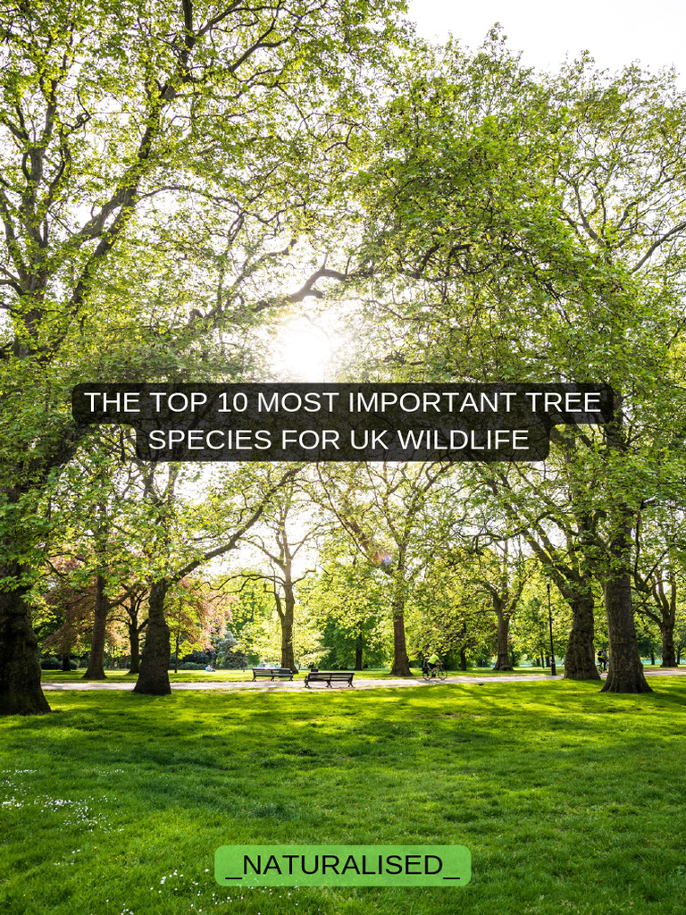 Top 10 Trees for UK Wildlife | PDF | Trees | Oak