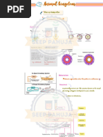 Overview of Batomorphi Classification | PDF | Vertebrates | Elasmobranchii