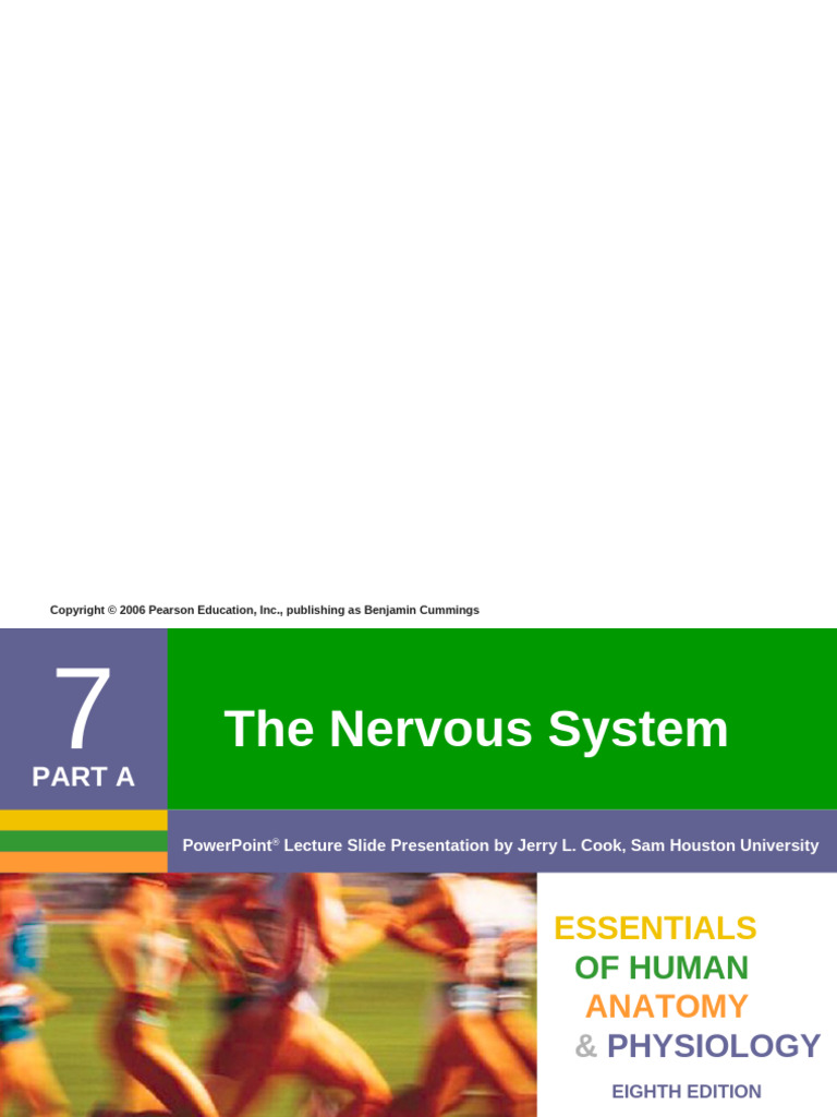 Overview of the Nervous System Functions | PDF | Cerebrum | Axon