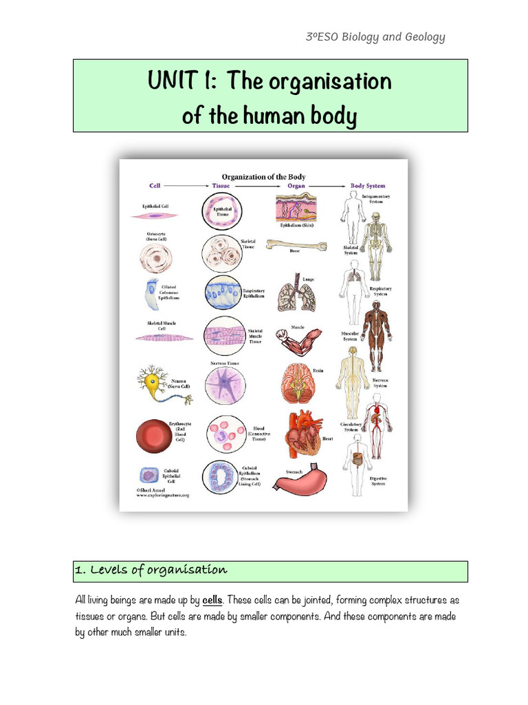 Human Body Organization Levels Explained | PDF | Endoplasmic Reticulum ...