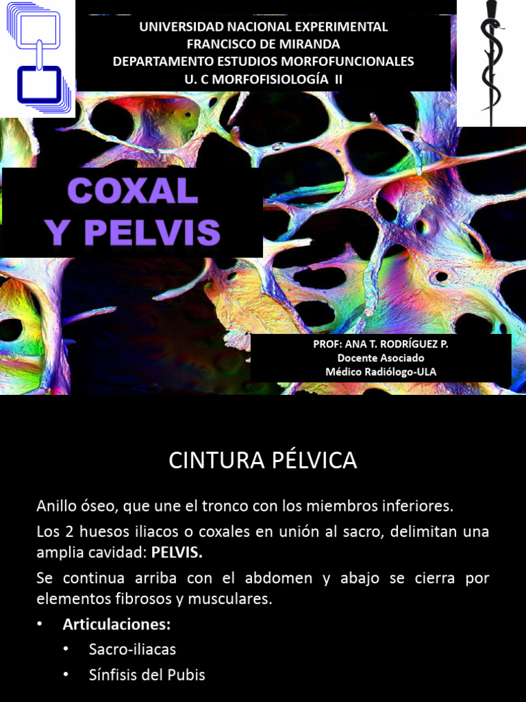 Anatomía de la Línea Innominada Pelvica | PDF | Pelvis | Sistema ...