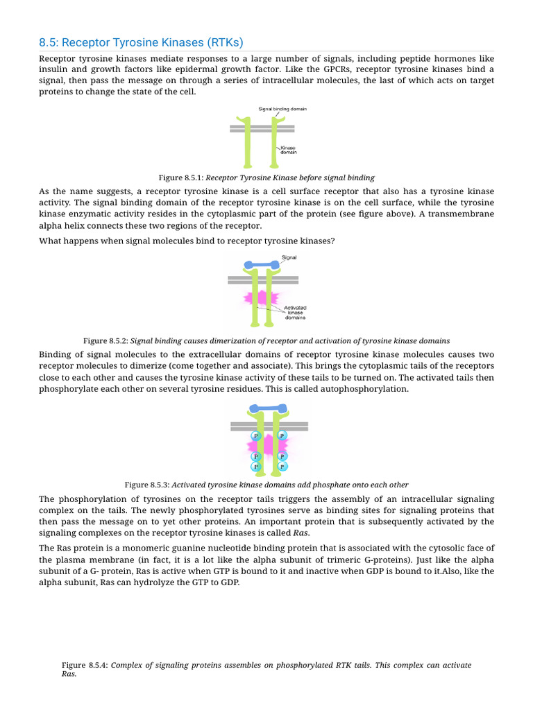 8.5 - Receptor Tyrosine Kinases (RTKS) - Biology LibreTexts | PDF ...