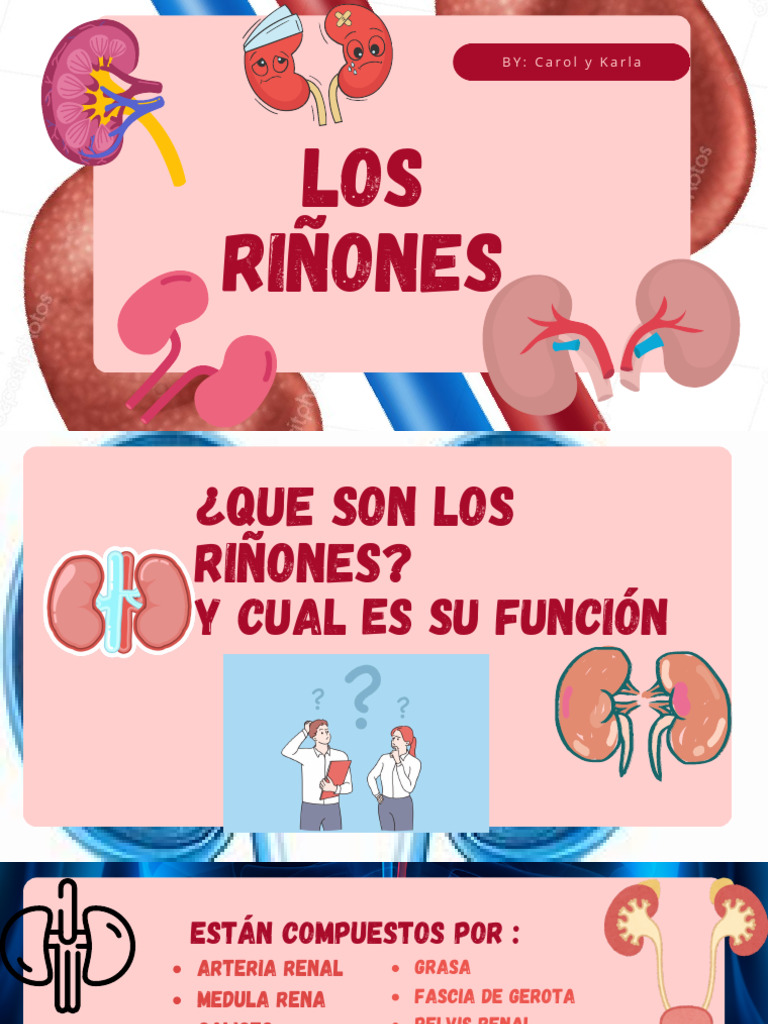 Presentación Riñones Exposicion | PDF