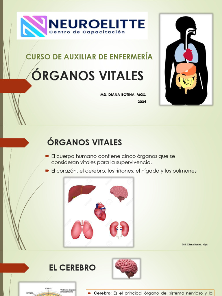 CLASE 3. ORGANOS VITALES | PDF | Pulmón | Riñón