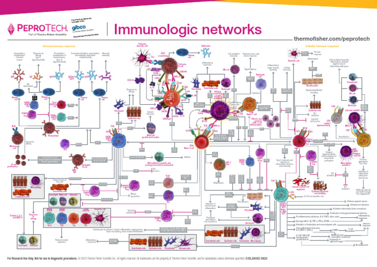 Asthma Cytokines and Immune Responses | PDF | T Helper Cell | Immune System