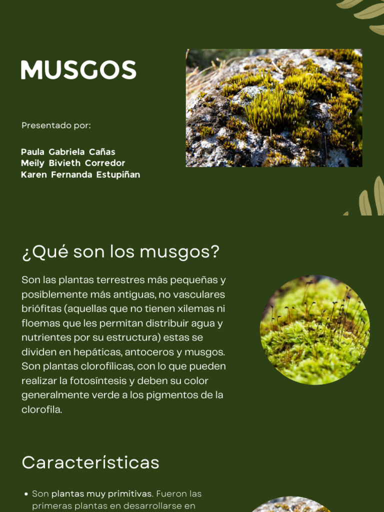 Características y funciones de los musgos | PDF | Musgo | Plantas