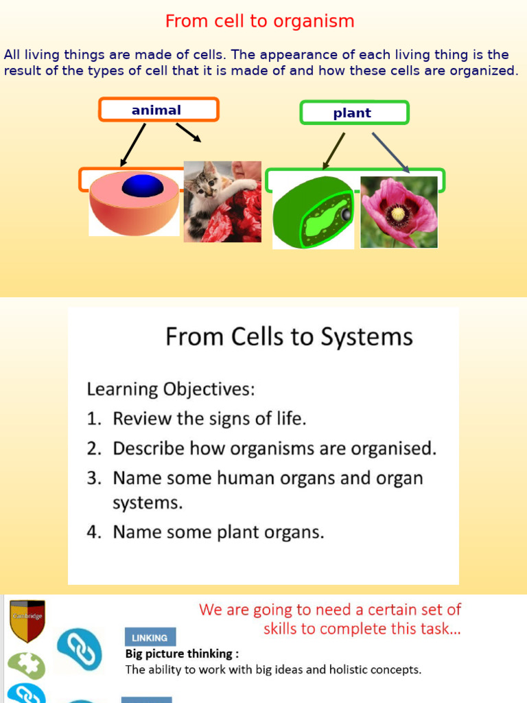 2c Cells to Organisms | PDF | Tissue (Biology) | Foods
