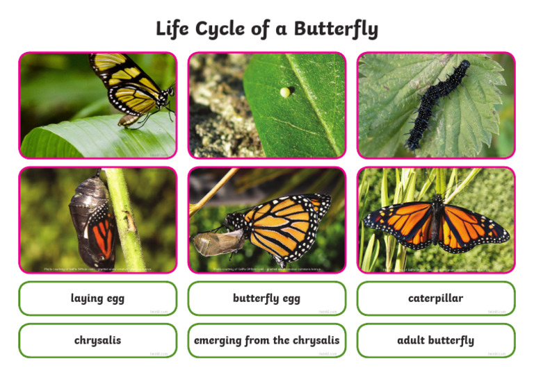 lifecycleofabutterflyphotocutoutpack_ver_2 PDF