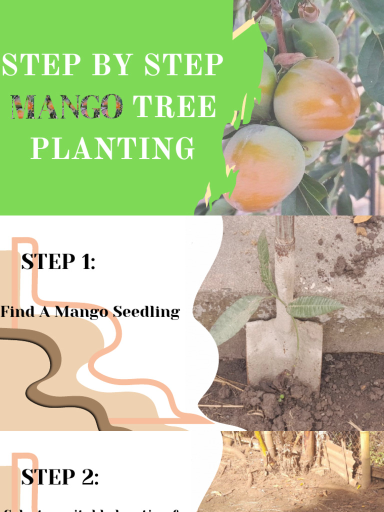 Mango Tree Planting Guide | How To Plant Mango Tree – ATMJT