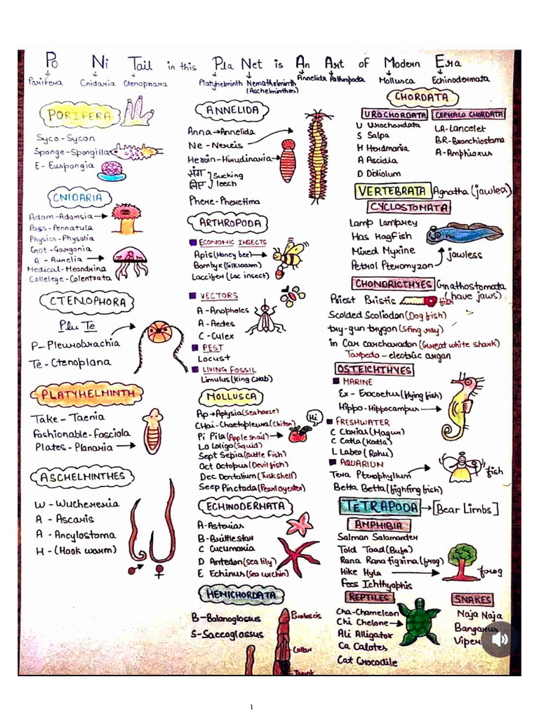 Animal Kingdom Examples (NCERT) | PDF