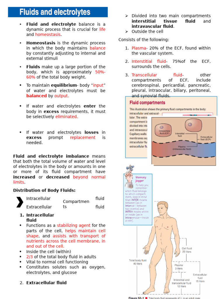 Fluid and Electrolyte Balance Overview | PDF | Homeostasis | Kidney