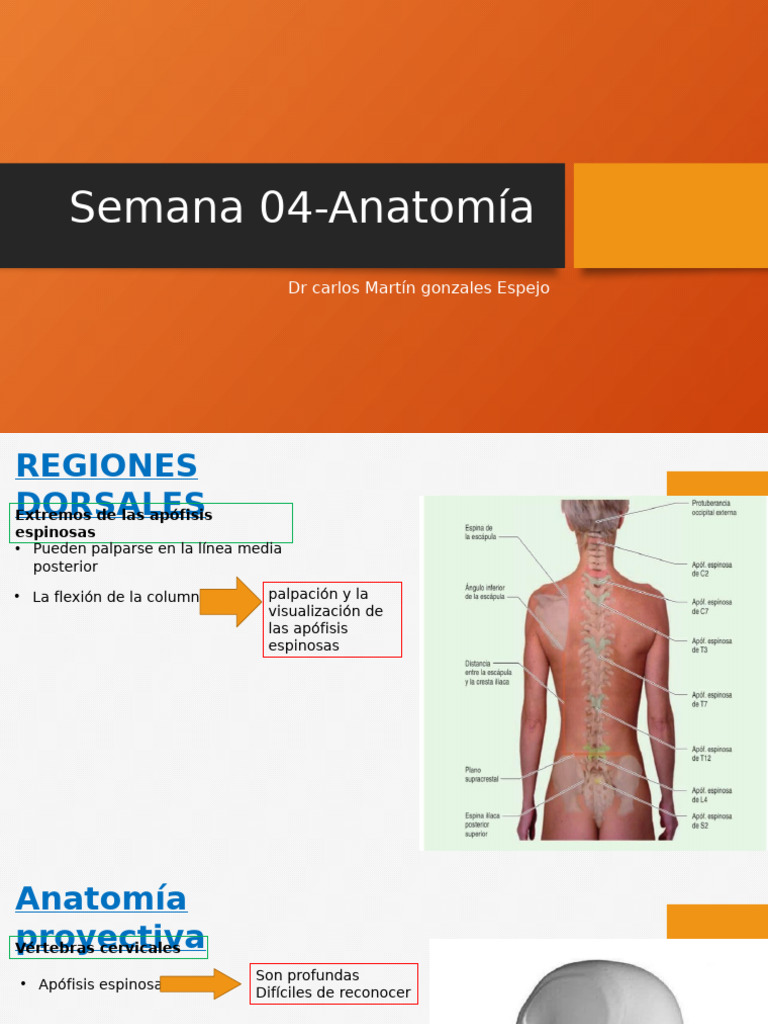 Anatomía y Curvaturas Vertebrales | PDF | La columna vertebral | Vértebra