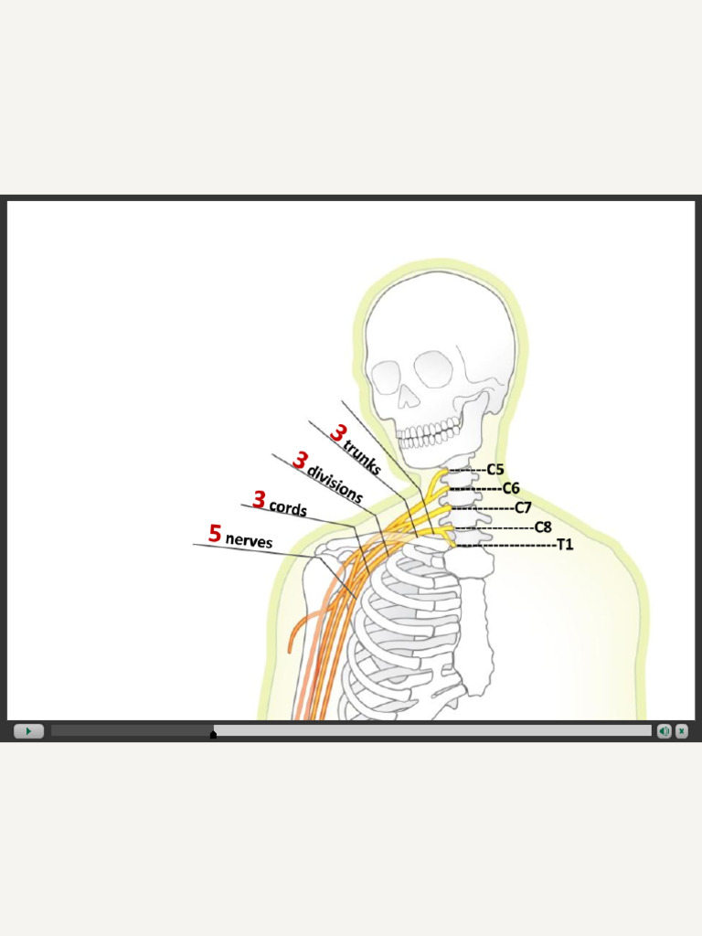 WHAT DOES ANATOMICAL STRUCTURE MEAN intelligence overview