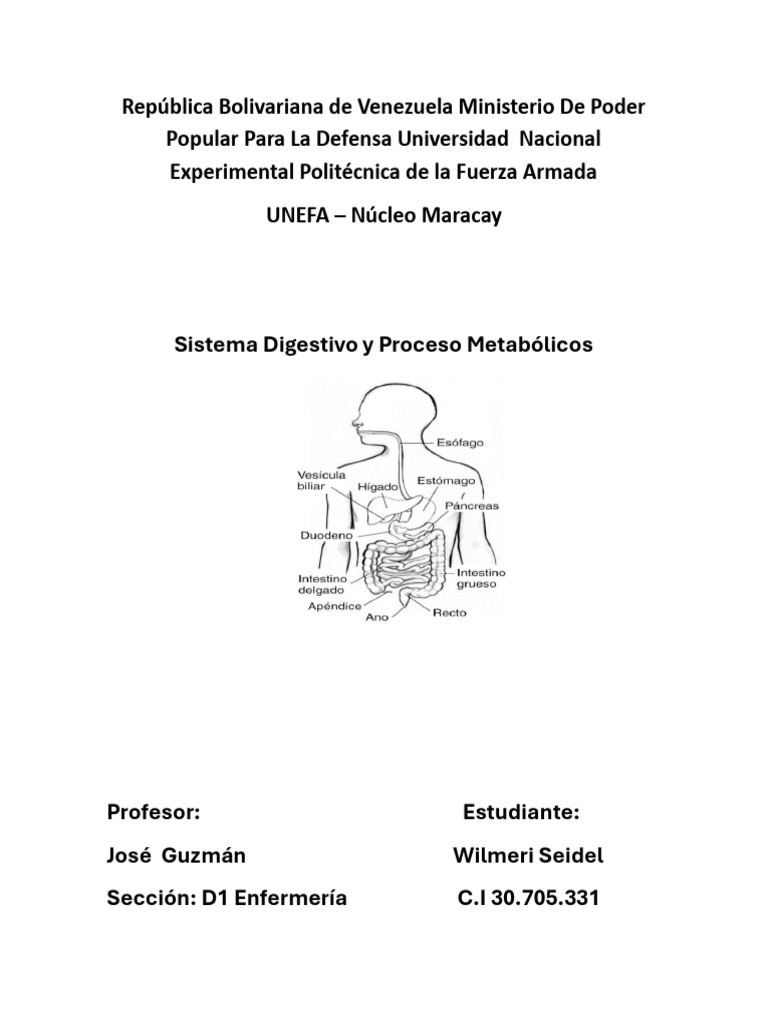 Sistema Digestivo Pdf Digestión Sistema Digestivo Humano