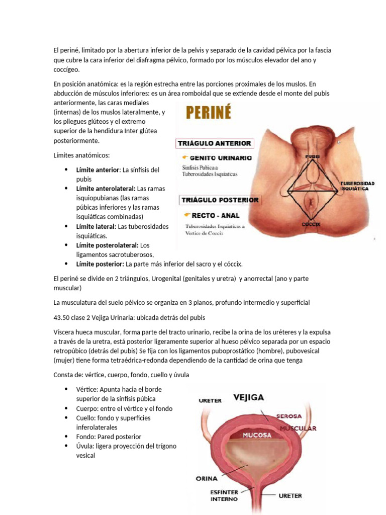 Anatomía del Periné y Vejiga Femenina | PDF | Pelvis | Anatomía humana