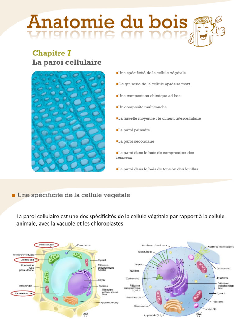 Anatomie de la Paroi Cellulaire Végétale | PDF | Lignine | Paroi cellulaire