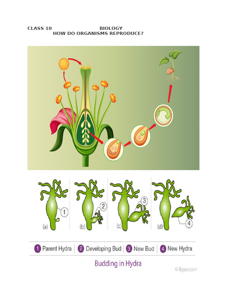 How Do Organisms Reproduce PDF Flowers Uterus