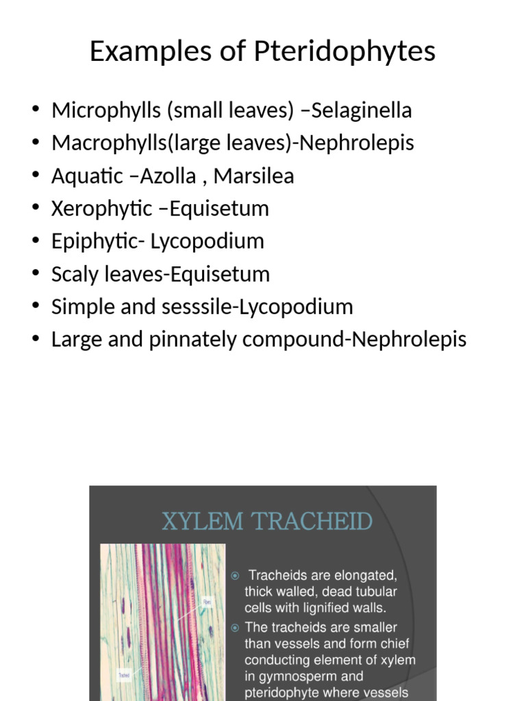 Examples of Pteridophytes Plants | PDF | Foreign Language Studies ...
