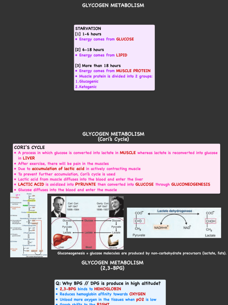 Biochemistry notes | PDF | Glycogen | Citric Acid Cycle