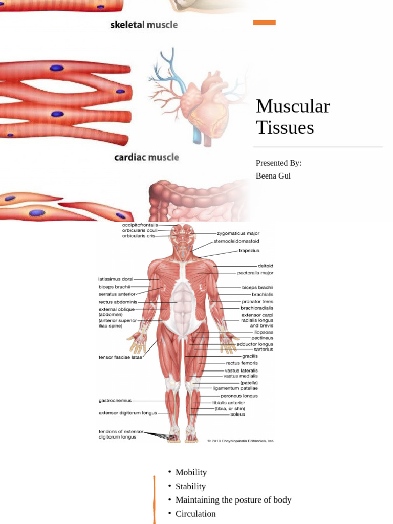 T-Tubules and Muscle Contraction Mechanism | PDF | Cardiac Muscle ...