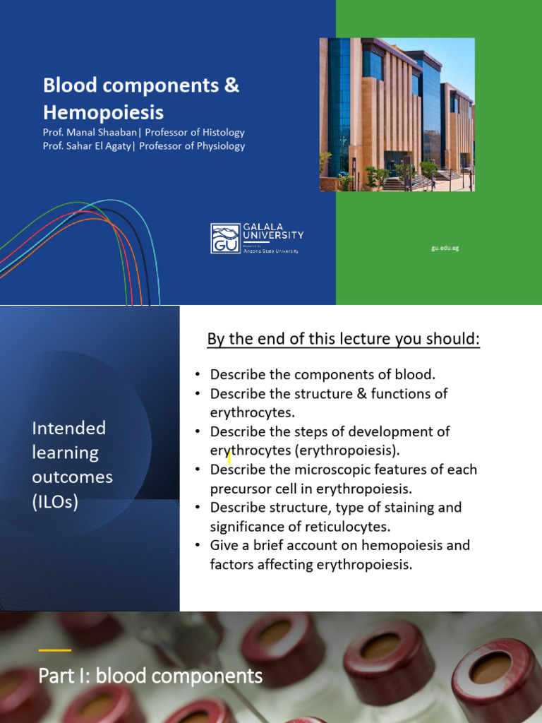 Blood Components and Erythropoiesis Overview | PDF | Red Blood Cell ...