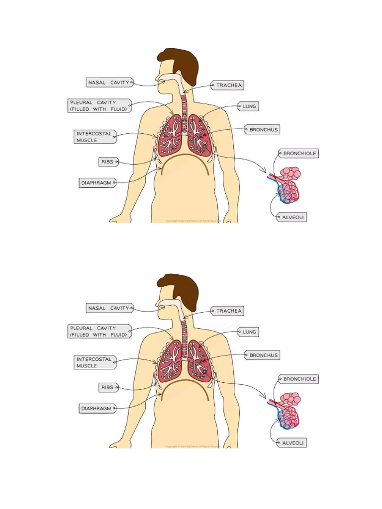 Anatomy visual data 4