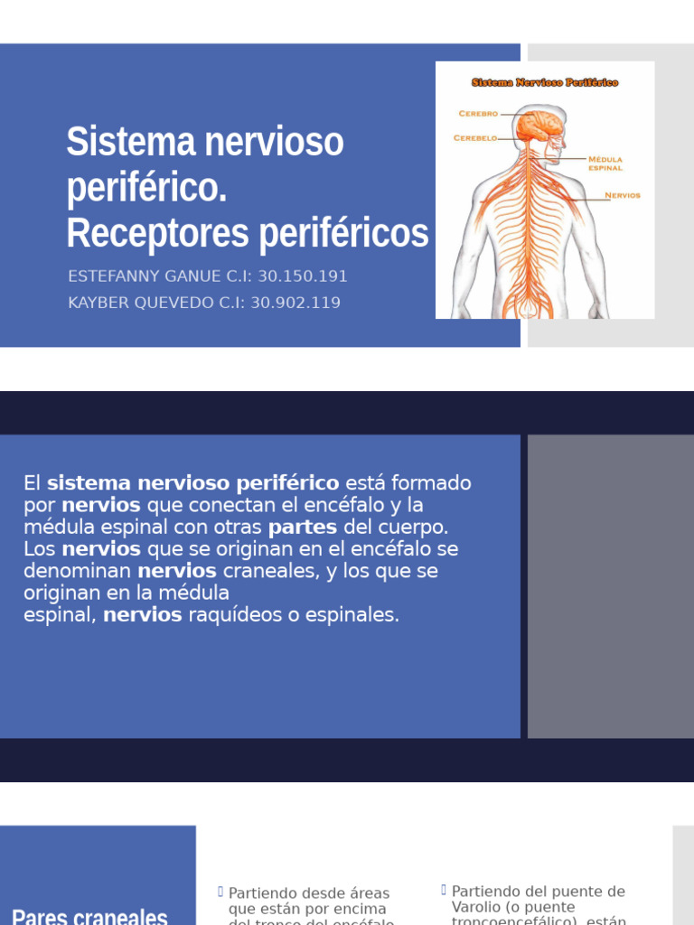 Sistema Nervioso Periférico ESTEFANY | PDF | Nervio | Neurociencia