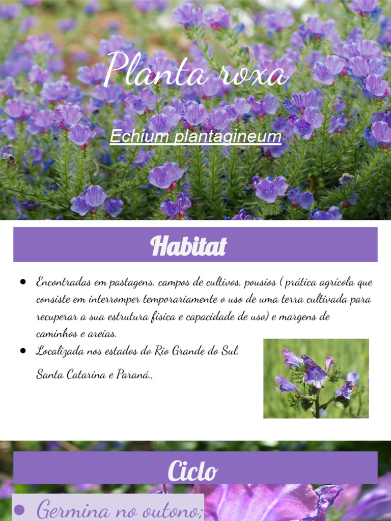 Planta Roxa | PDF | Agricultura | Plantas