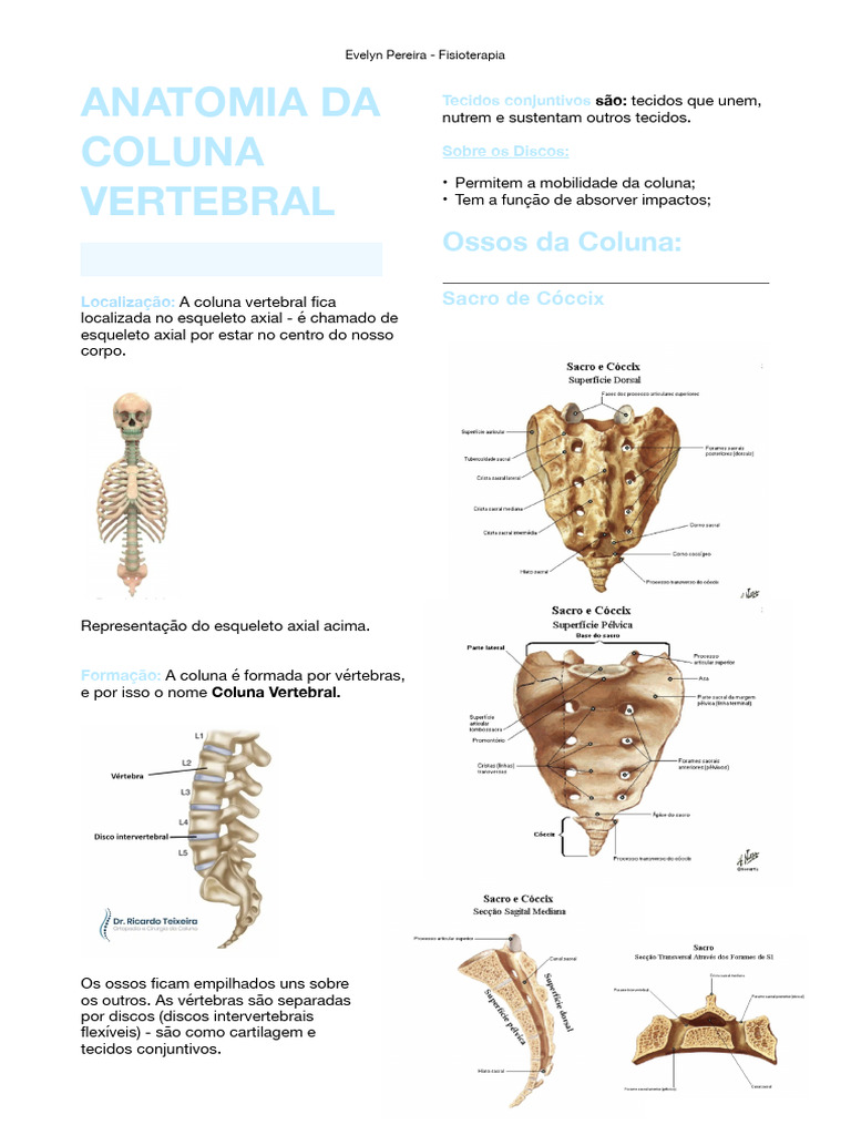 Anatomia Da Coluna Vertebral Resumo Pdf Coluna Vertebral Vértebra